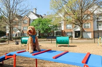 A dog sitting on top of a blue trampoline